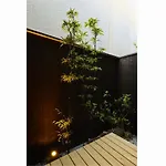 Rinn Hanayacho Amenoukihashi